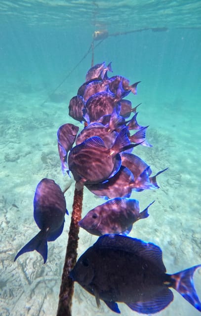 Akumal; Snorkeling and Photos With Turtles - Rules and Recommendations