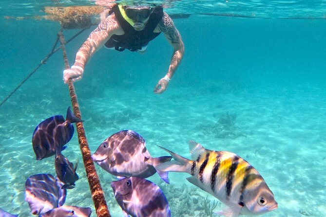 Akumal; Snorkeling and Photos With Turtles - GoPro Photography Included