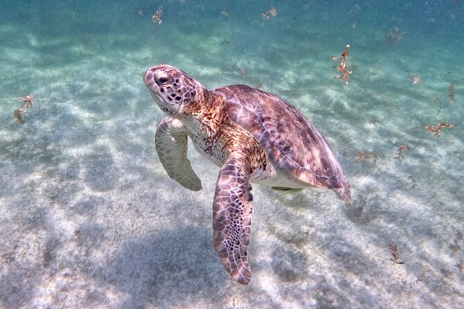 Akumal; Snorkeling and Photos With Turtles - Tour Details and Confirmation