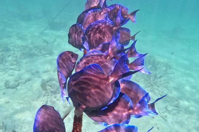 Akumal; Snorkeling and Photos With Turtles - Cancellation Policy