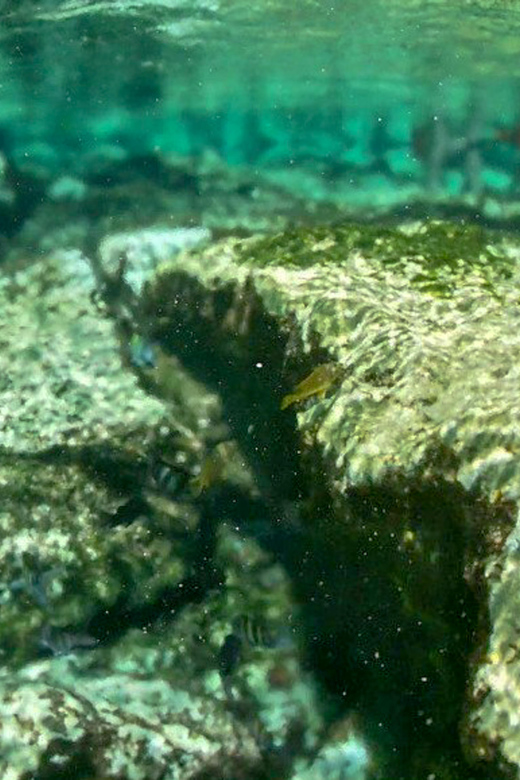 Akumal: Snorkeling Lessons - Learning Experience