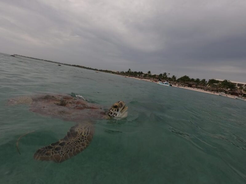 Akumal: Snorkeling With Sea Turtles in Private - Activity Overview and Pricing
