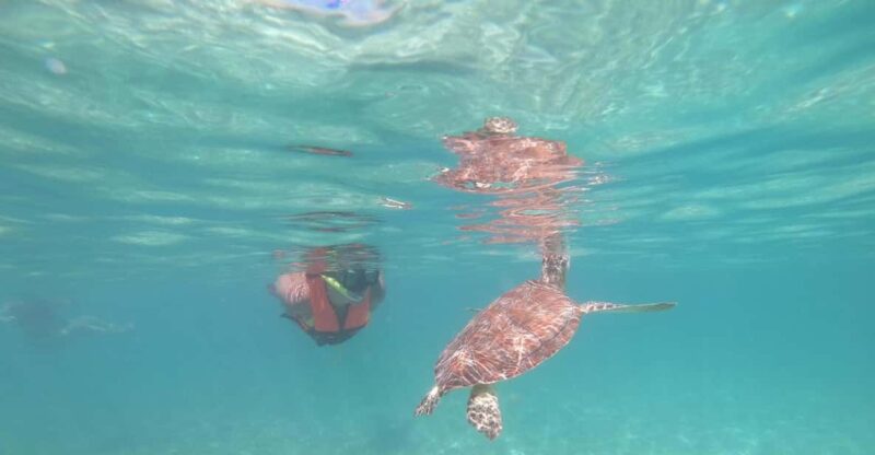 Akumal: Snorkeling With Sea Turtles in Private - Experience Highlights