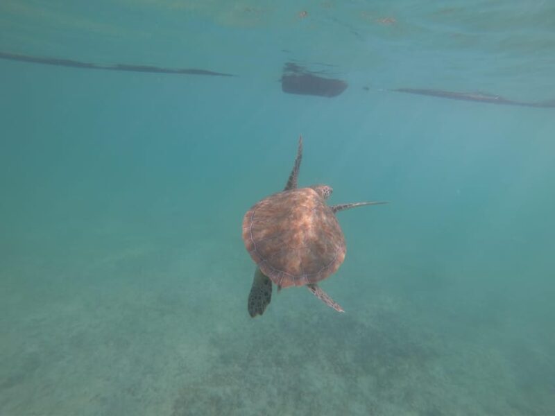 Akumal: Snorkeling With Sea Turtles in Private - Important Guidelines