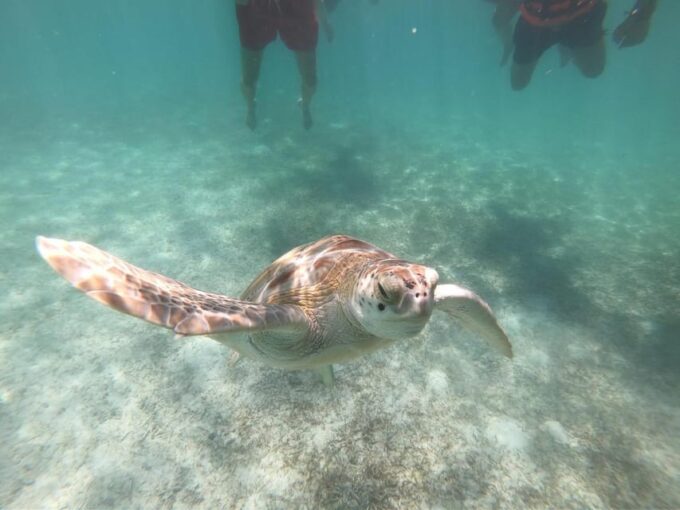Akumal: Snorkeling With Sea Turtles in Private - Cancellation and Refund Policy