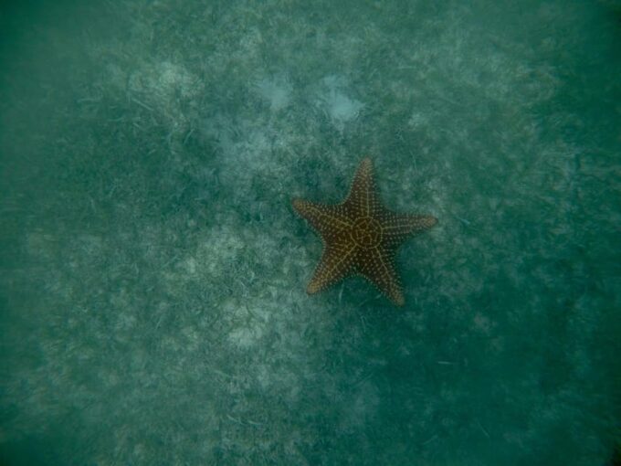 Akumal: Snorkeling With Sea Turtles in Private - What to Bring and Wear