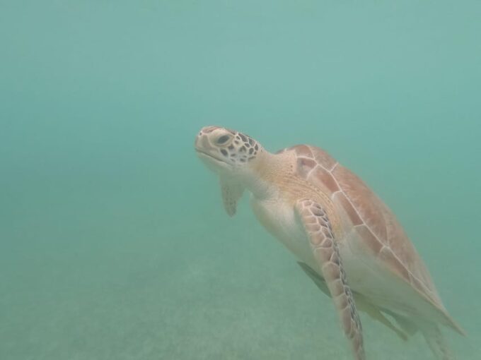 Akumal: Snorkeling With Sea Turtles in Private - Frequently Asked Questions