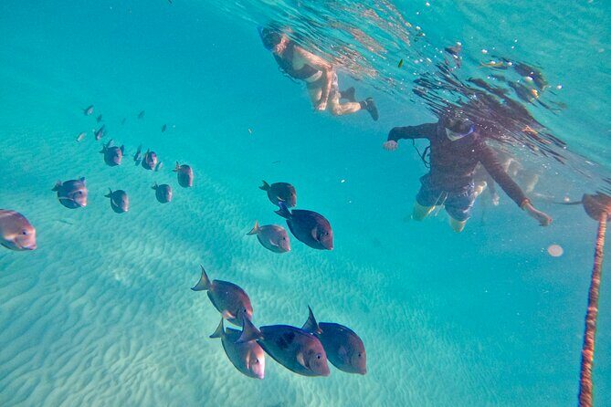 Akumal; Snorkeling with The Sea Turtles - A Closer Look at the Tour Experience