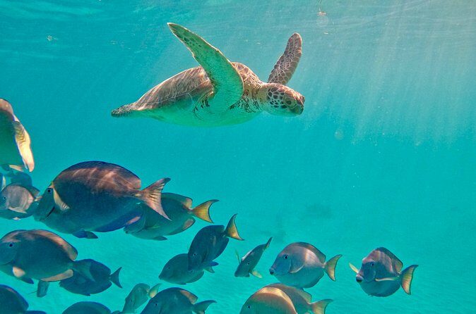 Akumal; Snorkeling with The Sea Turtles - Final Thoughts: Is It Worth It?