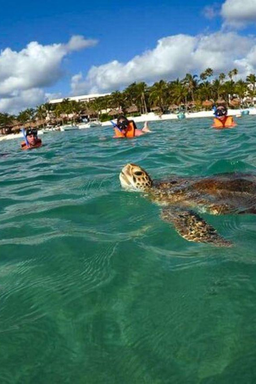 Akumal: Swim With Turtles Tour - Key Points