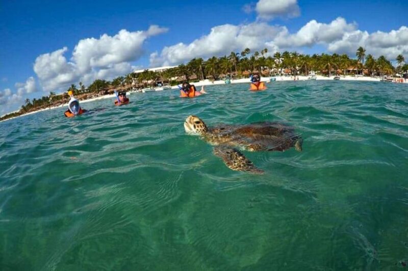 Akumal: Swim With Turtles Tour - Experience Highlights