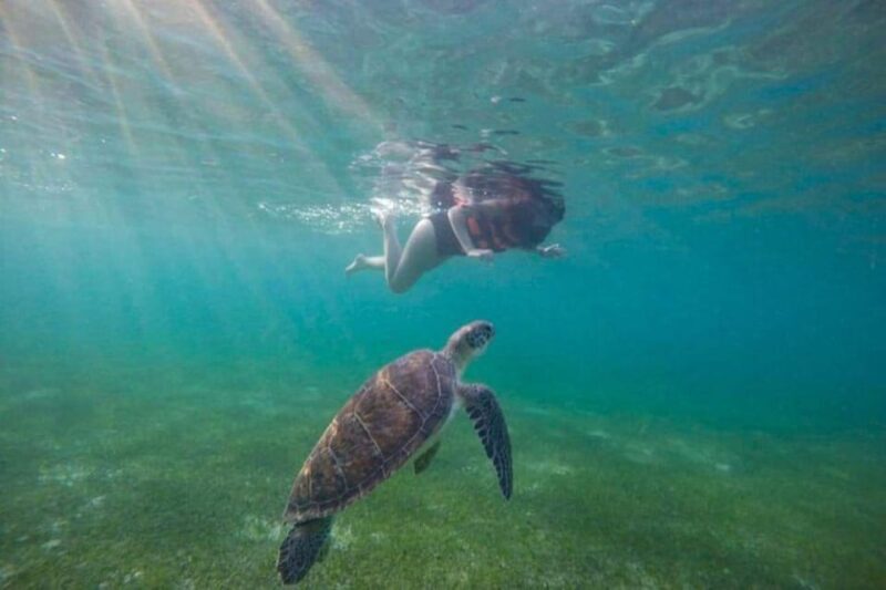 Akumal: Swim With Turtles Tour - Tour Duration and Group Size
