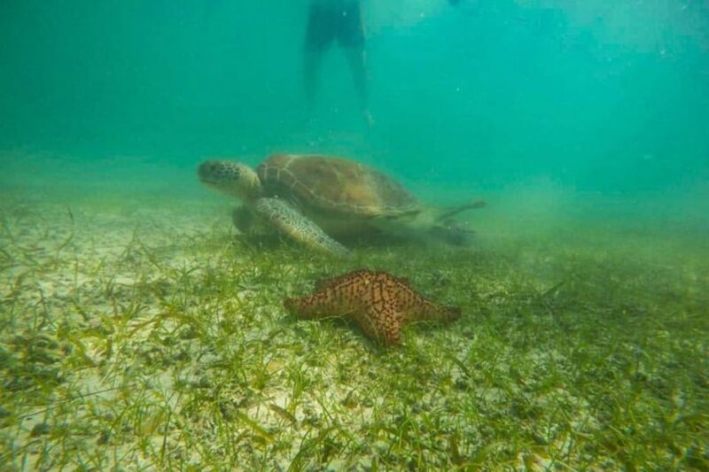 Akumal: Swim With Turtles Tour - Cancellation and Payment Options