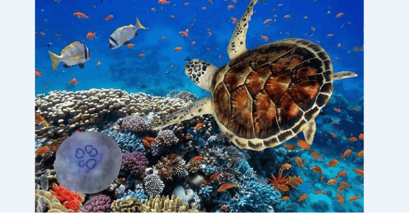 Akumal: Turtle Swim & Jungle Adventure Tour - Key Points