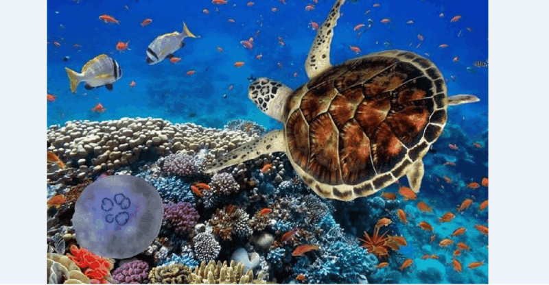 Akumal: Turtle Swim & Jungle Adventure Tour - Transportation and Meeting Points