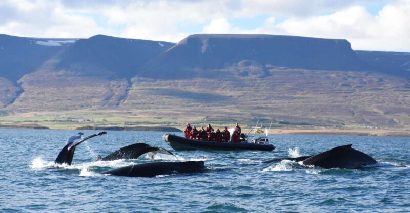 Akureyri: 2–Hour Whale Watching Express by RIB Speedboat - Key Points