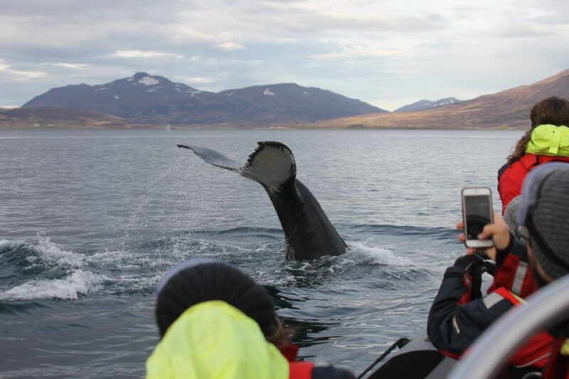 Akureyri: 2–Hour Whale Watching Express by RIB Speedboat - Wildlife Interaction