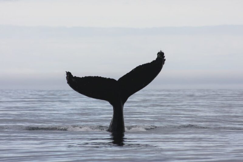 Akureyri: 2–Hour Whale Watching Express by RIB Speedboat - Live Guide Expertise