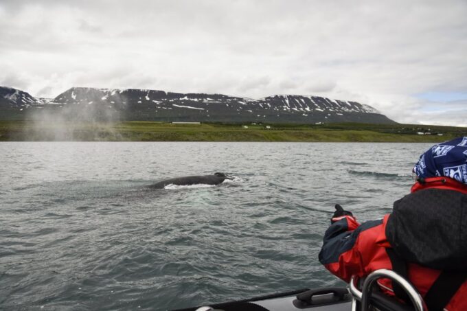 Akureyri: 2–Hour Whale Watching Express by RIB Speedboat - Age and Height Restrictions
