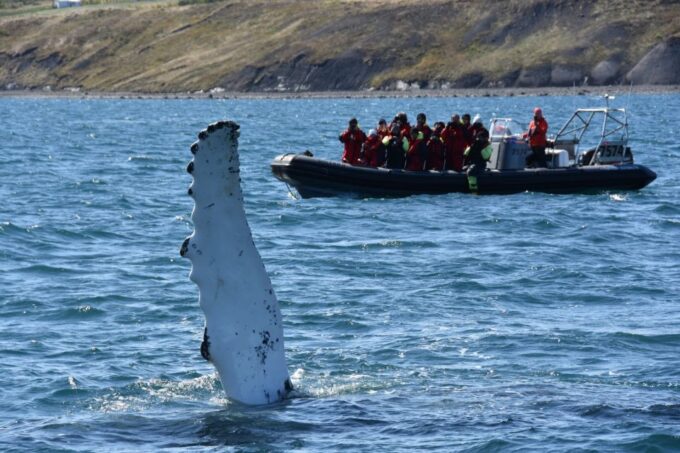 Akureyri: 2–Hour Whale Watching Express by RIB Speedboat - Frequently Asked Questions