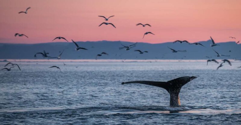 Akureyri: Arctic Coastline & Whale Watching - Tour Overview