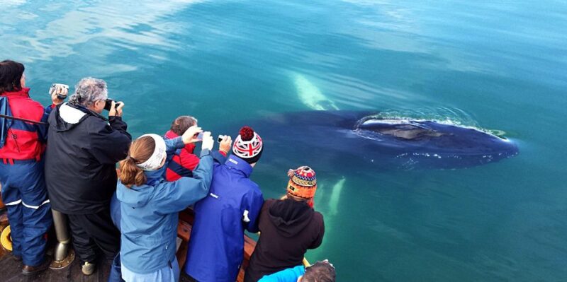 Akureyri: Arctic Coastline & Whale Watching - Explore Hjalteyri Village