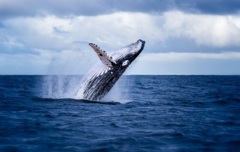 Akureyri: Guided Whale Watching Tour From the City Center - Comfortable and Equipped Catamaran