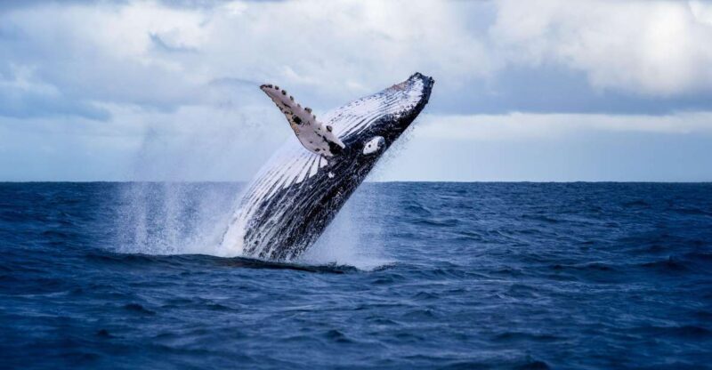 Akureyri: Guided Whale Watching Tour From the City Center - Knowledgeable Tour Guides and Insights