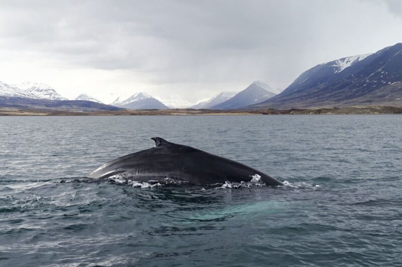 Akureyri: Whale Watching in the Midnight Sun - Customer Ratings and Reviews