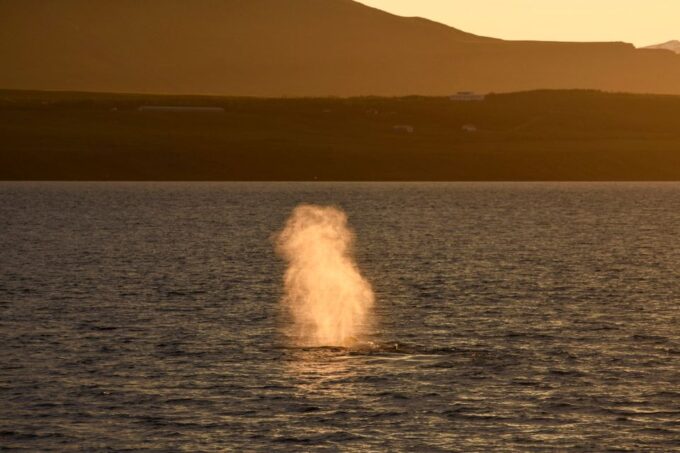 Akureyri: Whale Watching in the Midnight Sun - Midnight Sun Phenomenon