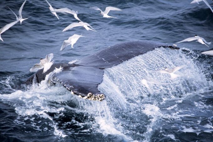Akureyri: Whale Watching in the Midnight Sun - Knowledgeable Tour Guides