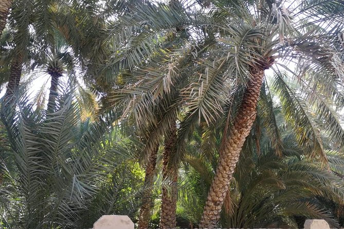 Al Ain City Private Tour With Professional Driver - Recap