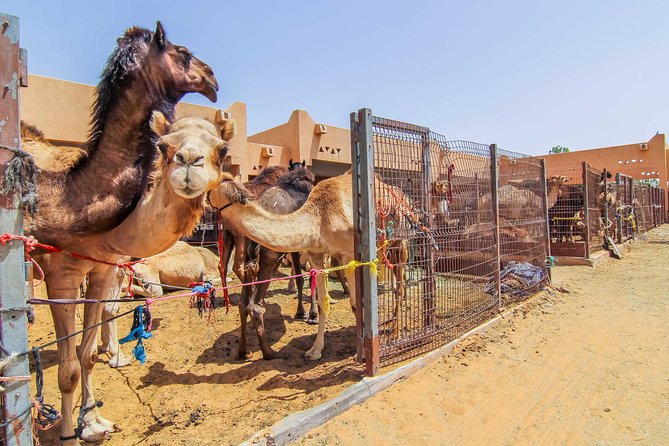 Al Ain City Sightseeing Tour With Lunch From Dubai - Camel Market Experience