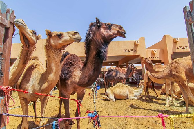 Al Ain City Sightseeing Tour With Lunch From Dubai - Al Jahili Fort Visit