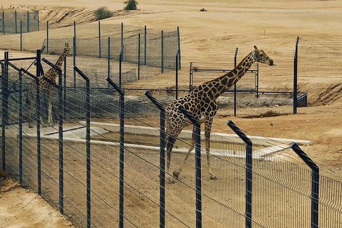 Al Ain Garden City Tour From Dubai - Exploring Al Ain Museum