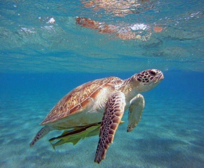 Alanya: Comfort Catamaran Cruise - What to Expect