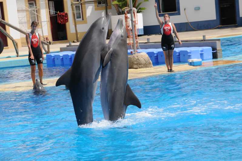Alanya: Dolphin and Sea Lion Show at Sealanya Dolphin Park - Key Points