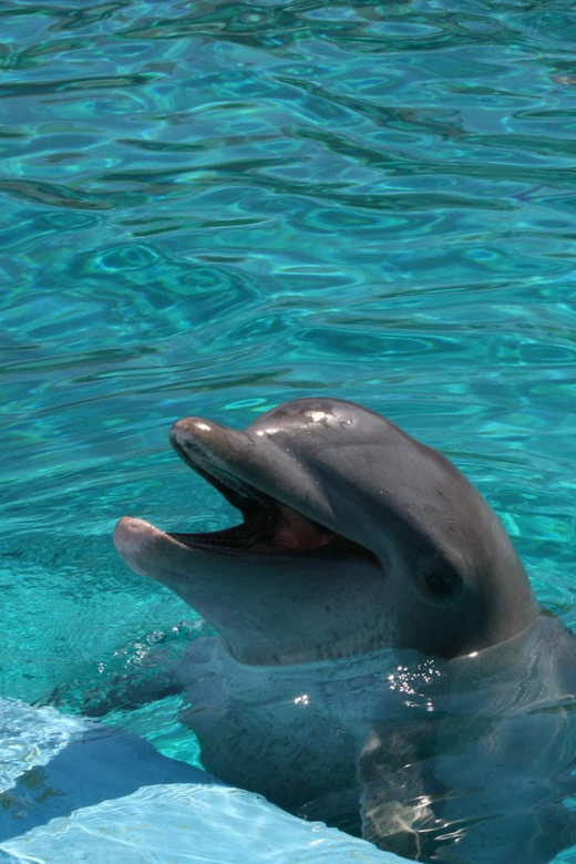 Alanya: Dolphin and Sea Lion Show at Sealanya Dolphin Park - Show Details