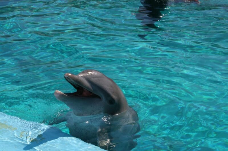 Alanya: Dolphin and Sea Lion Show at Sealanya Dolphin Park - Transportation and Accessibility