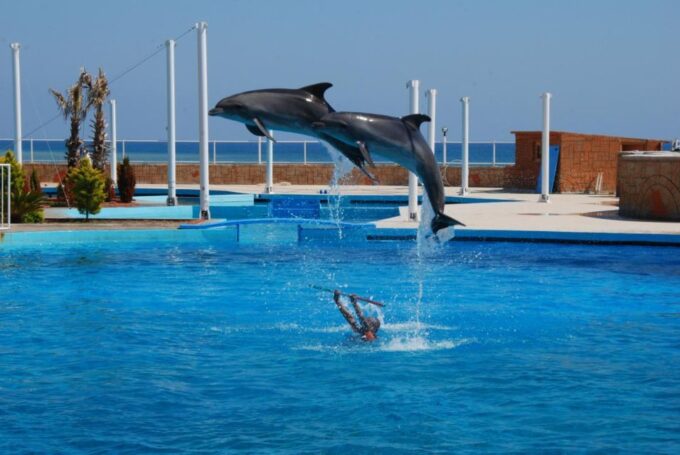 Alanya: Dolphin and Seal Show Ticket With Hotel Transfers - Frequently Asked Questions
