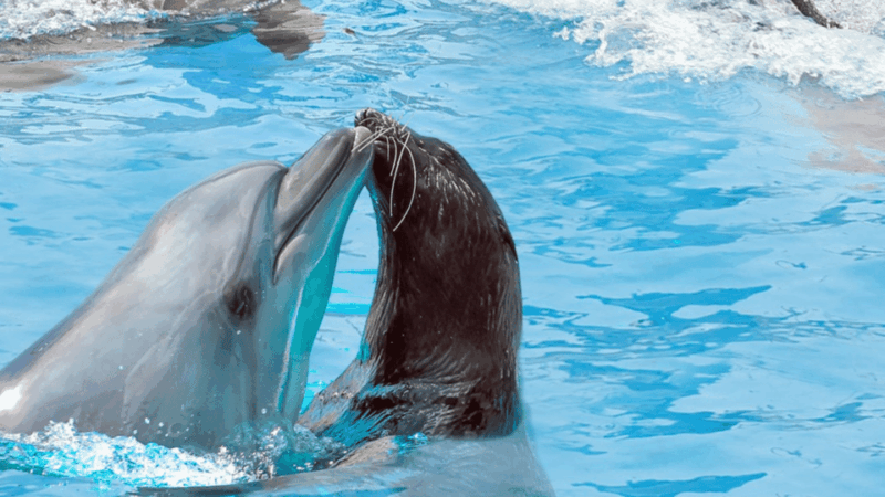 Alanya: Dolphin Park Transfers Service From All Locations - Tour Details