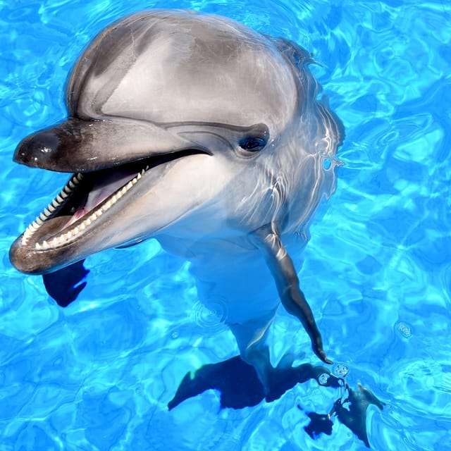 Alanya: Dolphin Park Transfers Service From All Locations - Itinerary