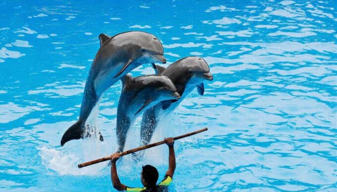 Alanya: Dolphin Park Transfers Service From All Locations - Booking and Cancellation
