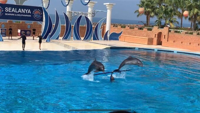 Alanya: Dolphin Park Transfers Service From All Locations - Frequently Asked Questions