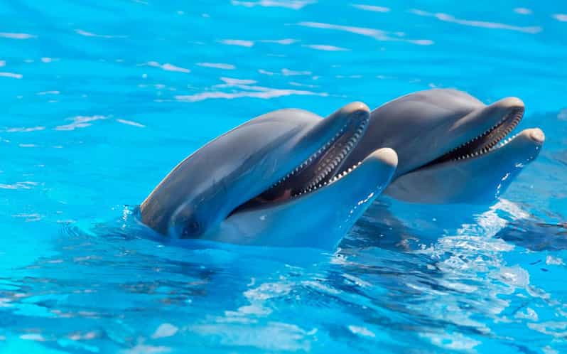 Alanya Dolphin Show: Stunning Unforgettable Performances - Dolphin Show Highlights