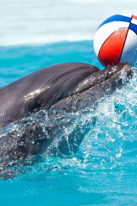 Alanya Dolphin Show: Stunning Unforgettable Performances - Accessibility and Inclusivity