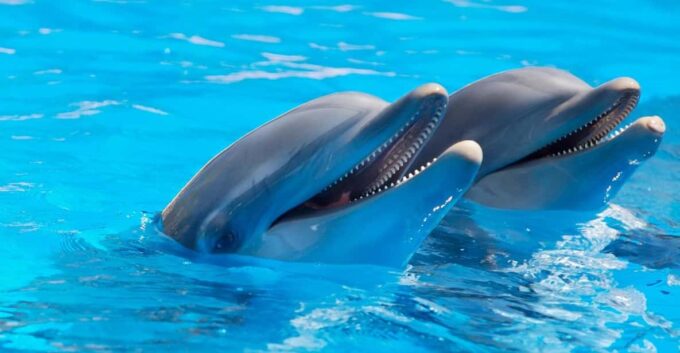 Alanya Dolphin Show: Stunning Unforgettable Performances - Duration and Languages