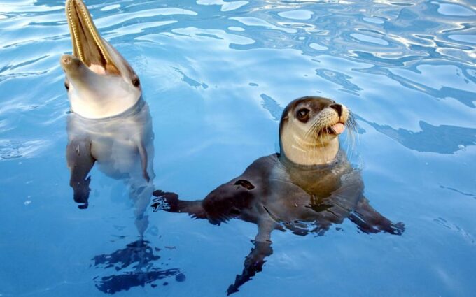 Alanya Dolphin Show: Stunning Unforgettable Performances - Booking and Cancellation