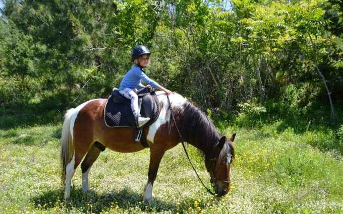 Alanya: Private Horse Safari - Horse Care and Safety