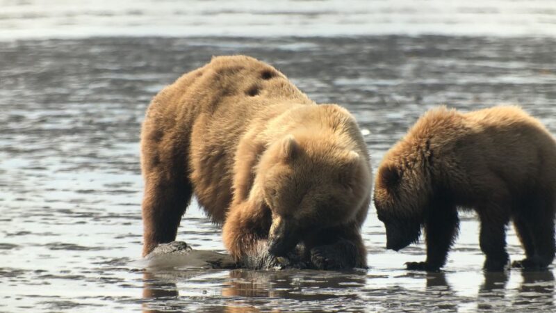 Alaska 9 Day Ocean Wildlife to Interior Wilderness Adventure - Itinerary Highlights